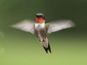 hummingbird